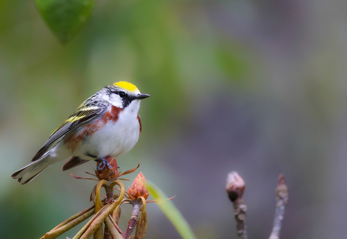 lesňáček rezavoboký - ML647524801