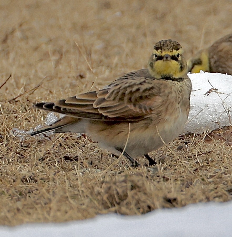 Жайворонок рогатий - ML647524809