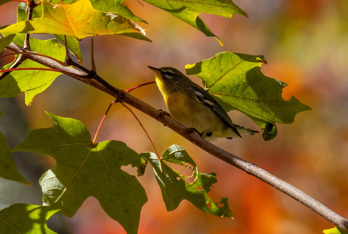 Northern Parula - ML647524814