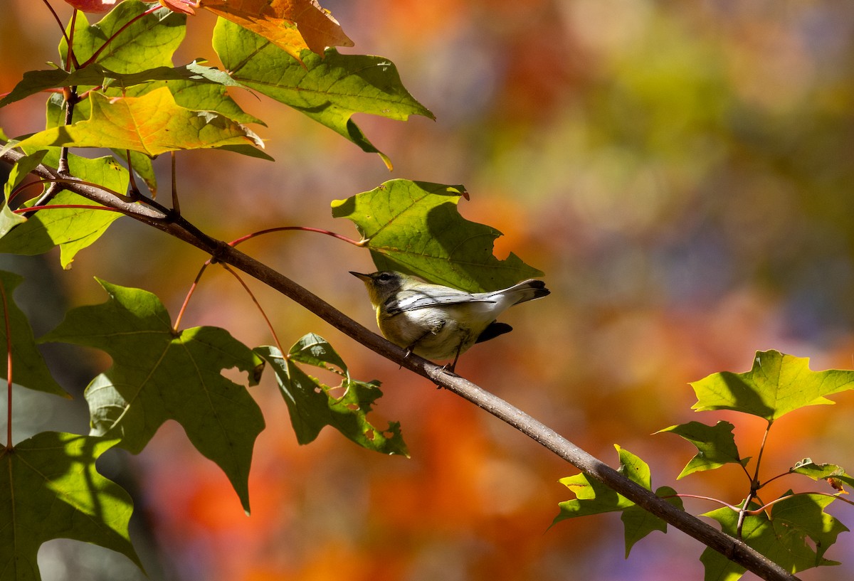 Northern Parula - ML647524815