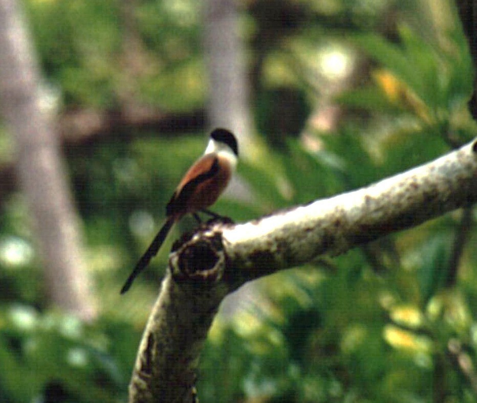 rustvarsler - ML647524846