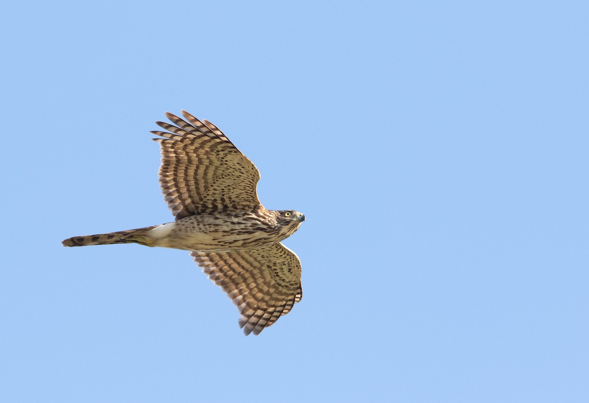 Cooper's Hawk - ML647524859