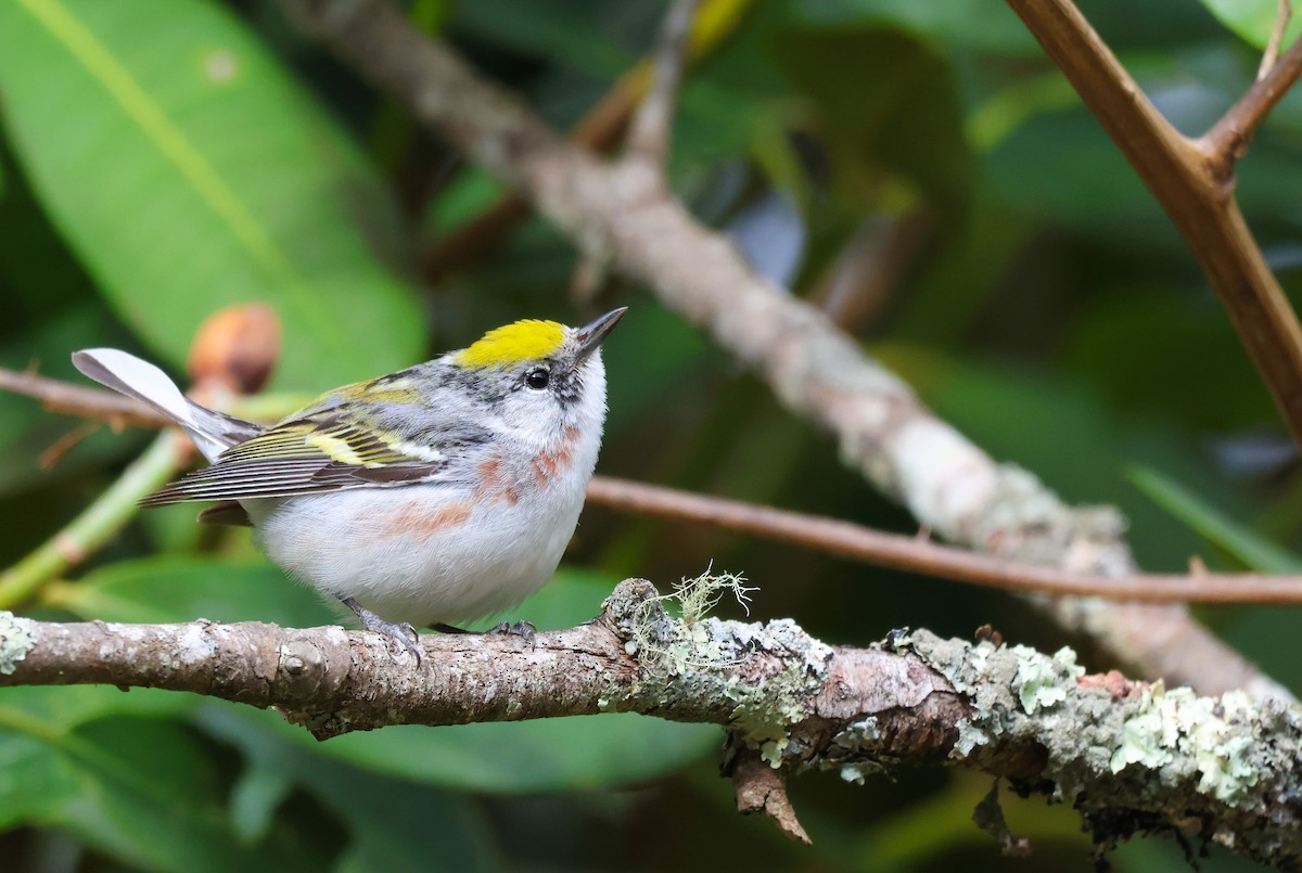 lesňáček rezavoboký - ML647524870