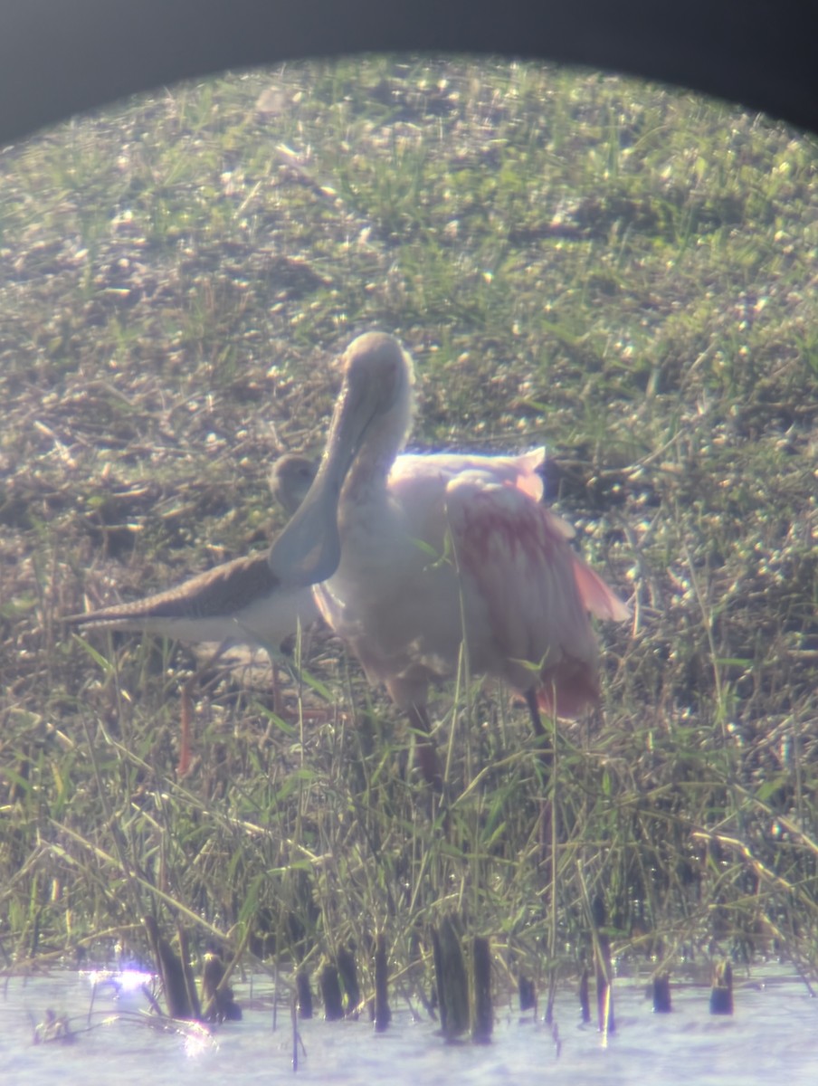 Roseate Spoonbill - ML647524910