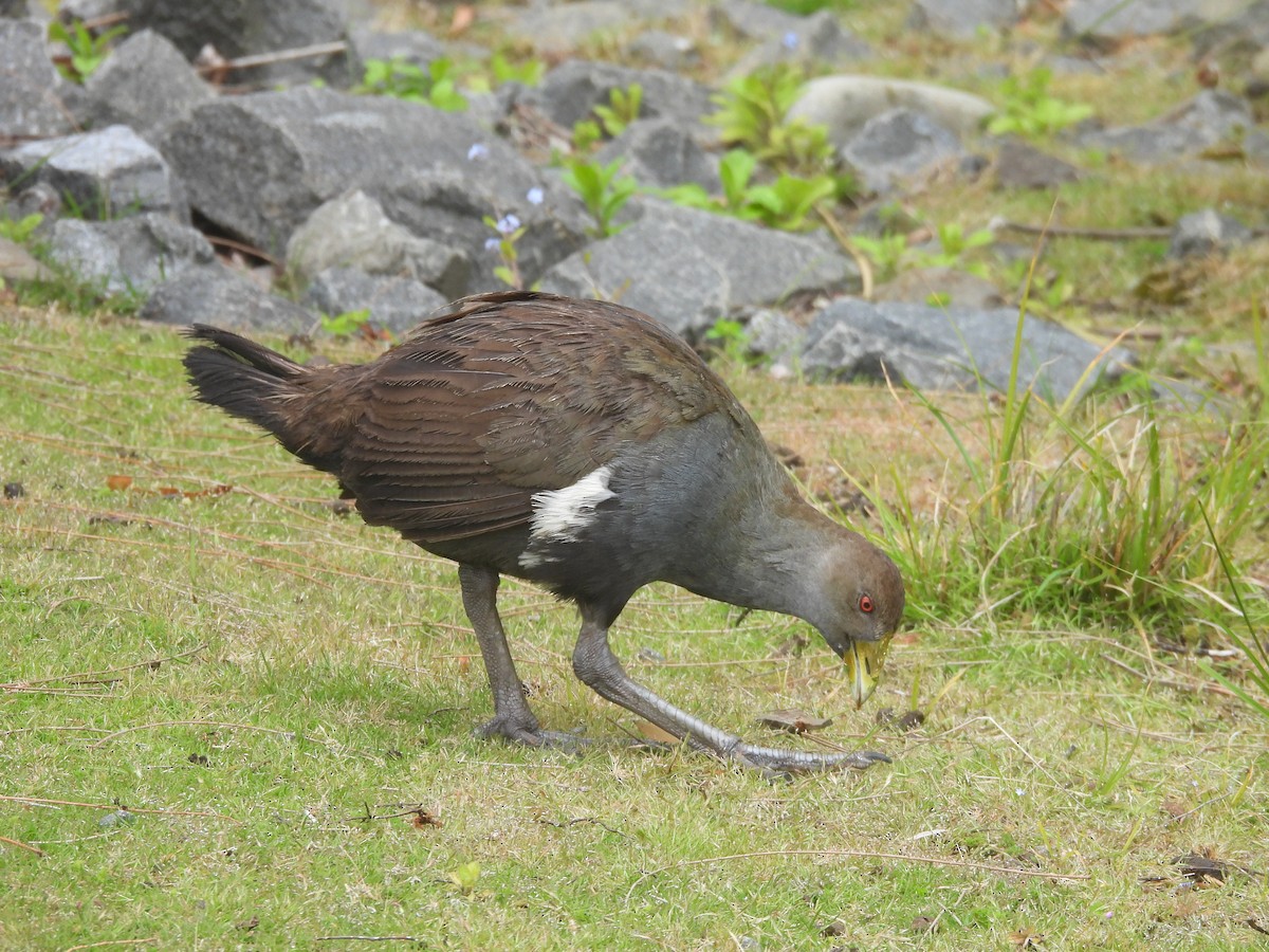 slípka tasmánská - ML647524919