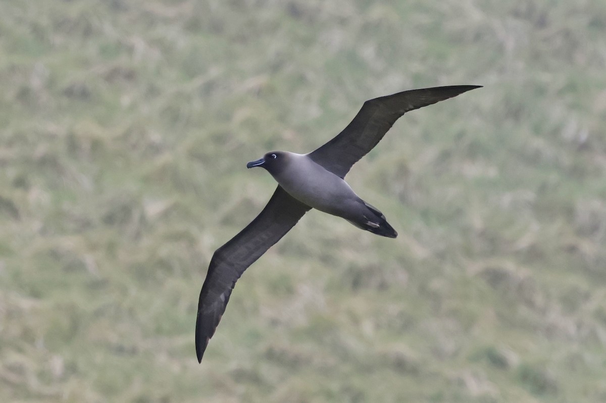 Light-mantled Albatross - ML647524926
