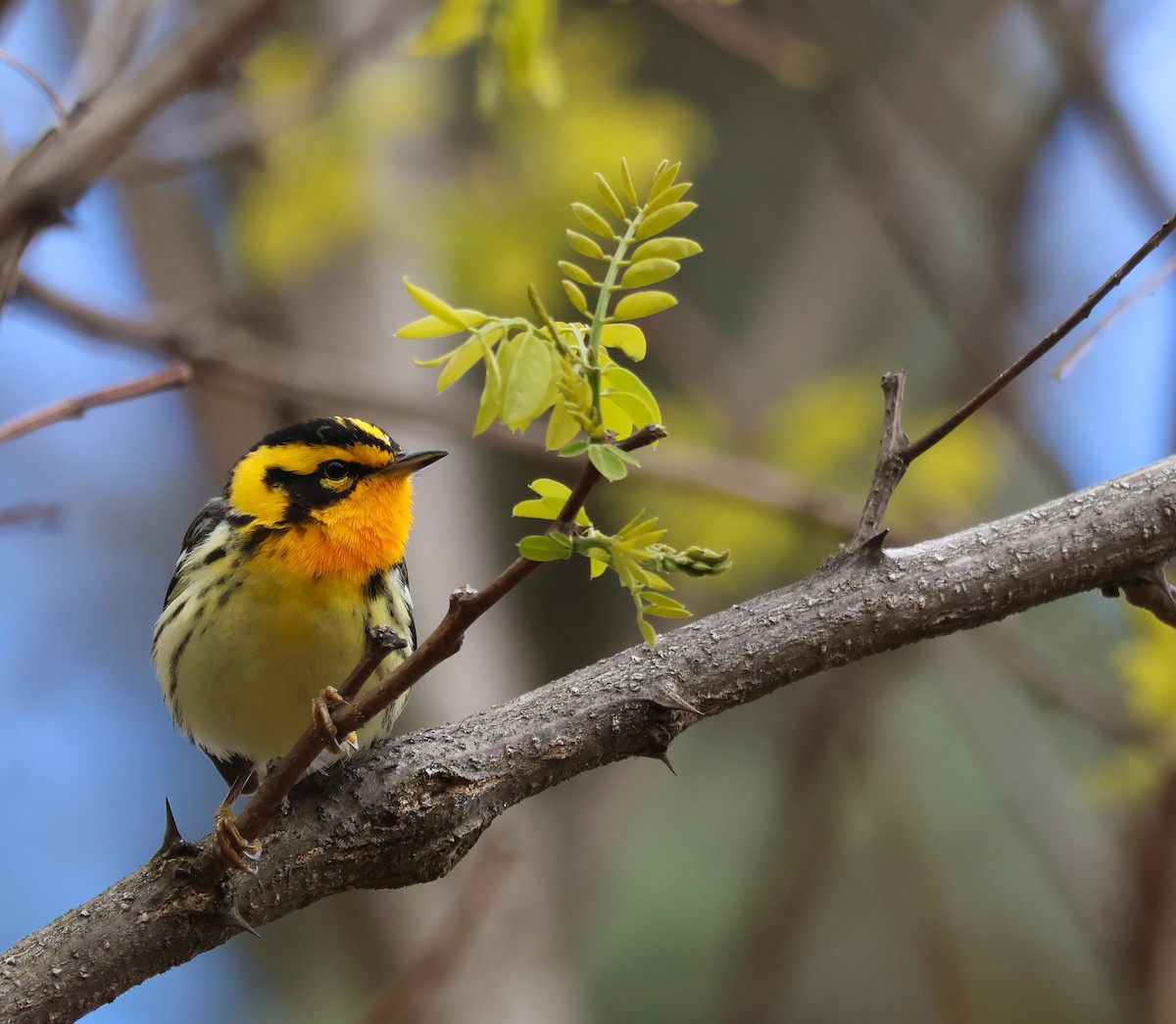 Blackburnian Warbler - ML647524943