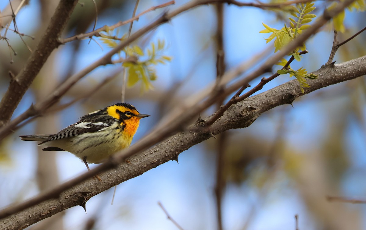 Blackburnian Warbler - ML647524944