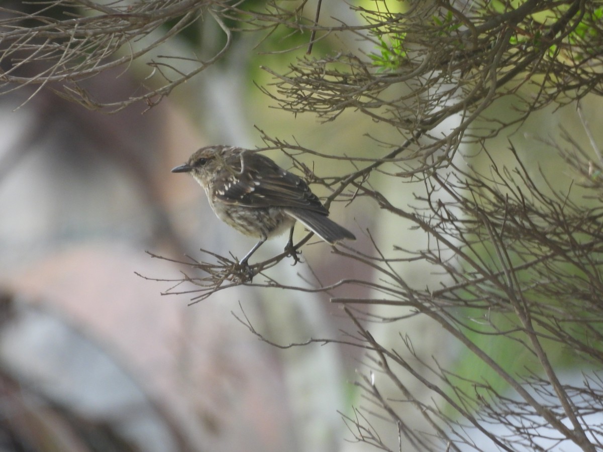 Королець брунатний - ML647524946