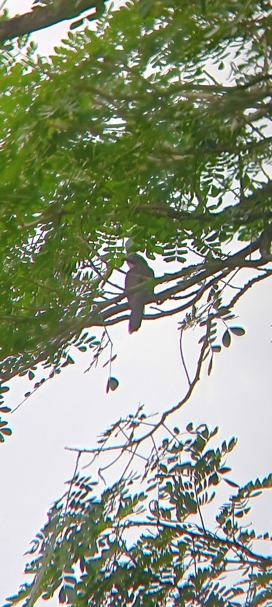 Mangrove Cuckoo - ML647524977