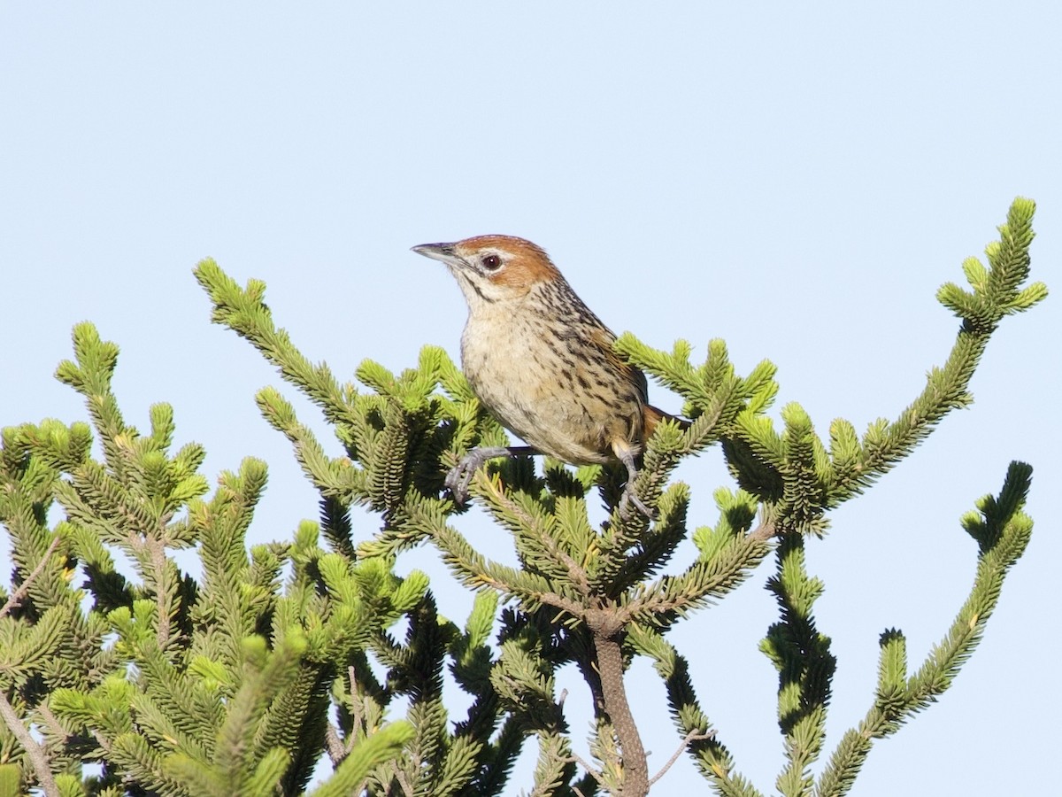 Cape Grassbird - ML647524985