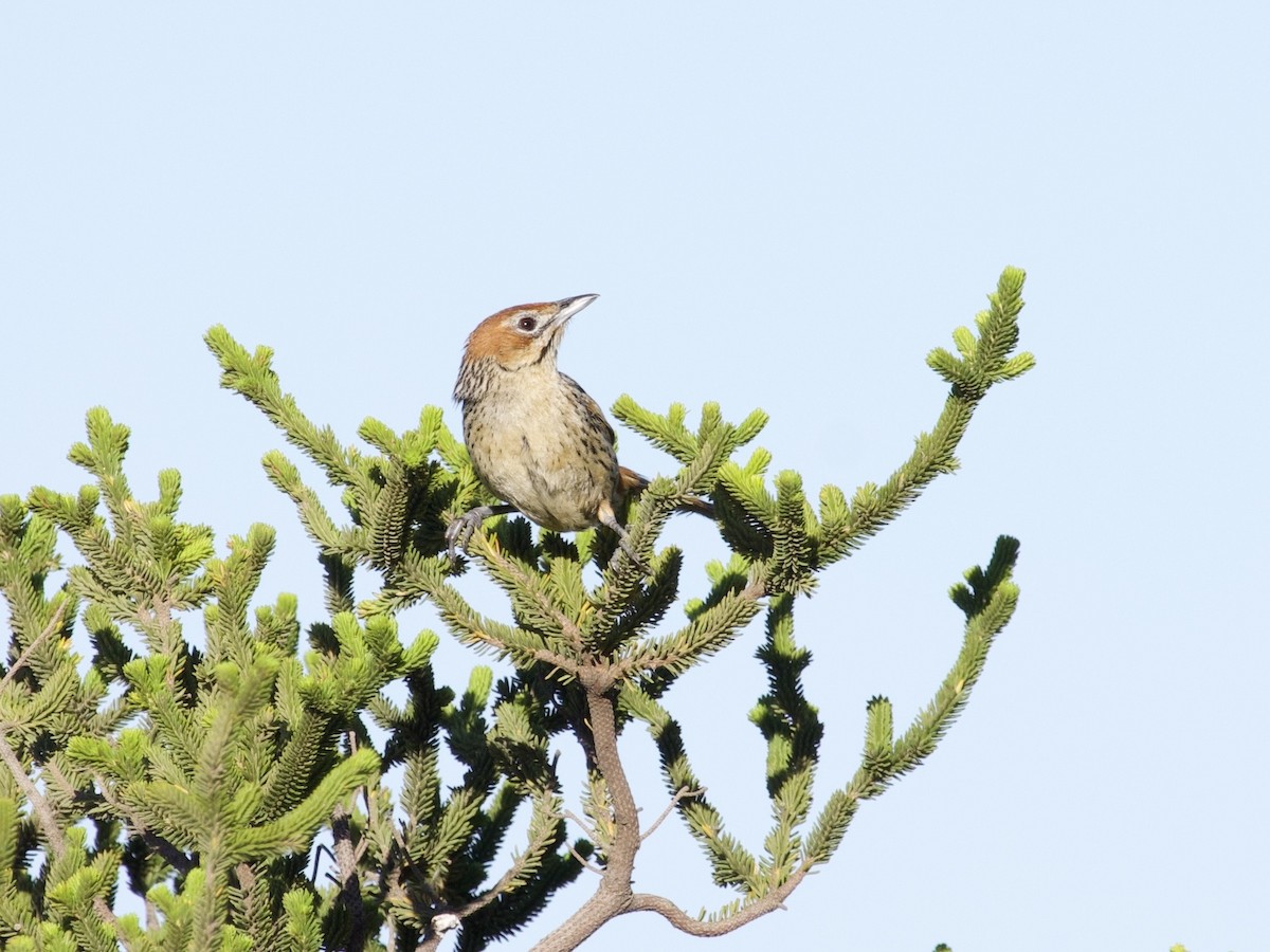 Cape Grassbird - ML647524986