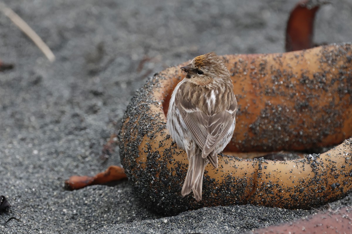Pardillo Sizerín (alpino) - ML647524994