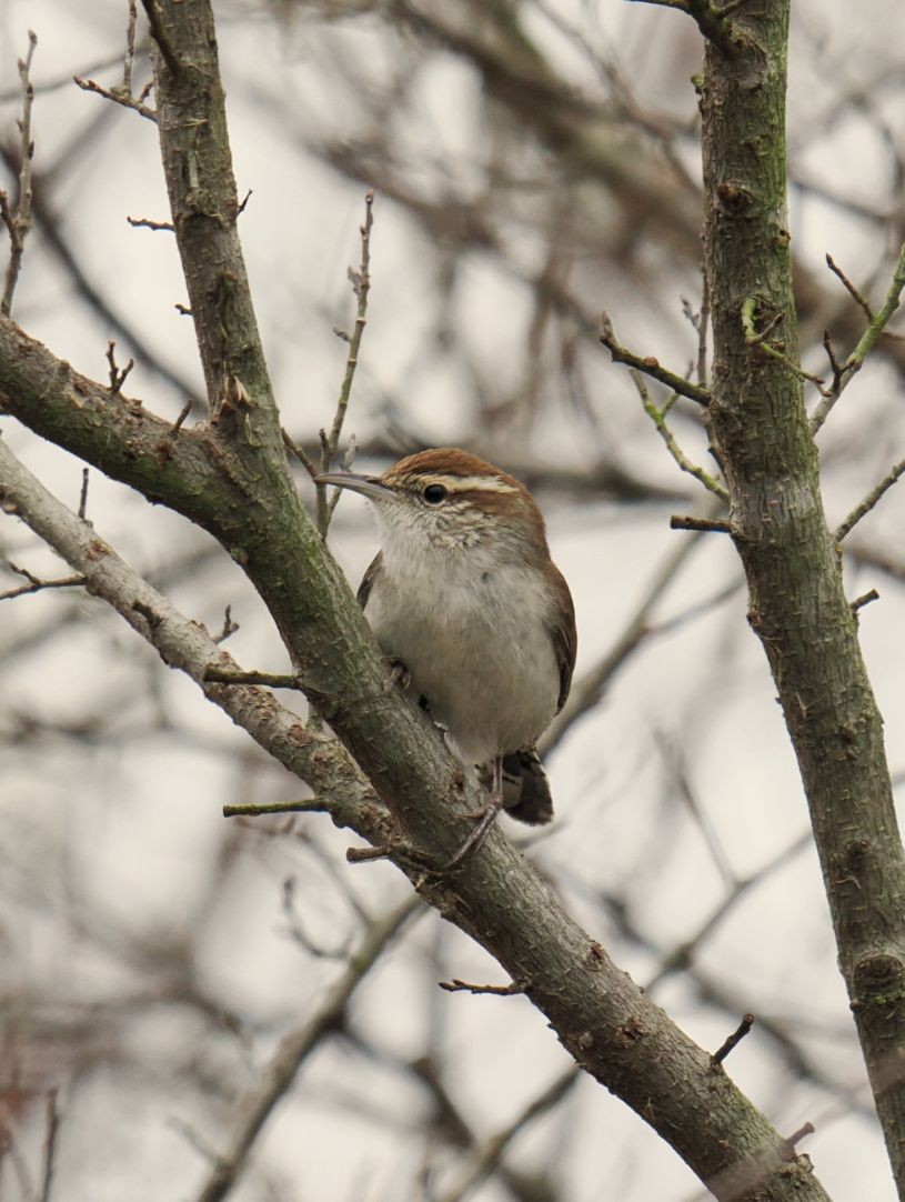 Buschzaunkönig - ML647525014