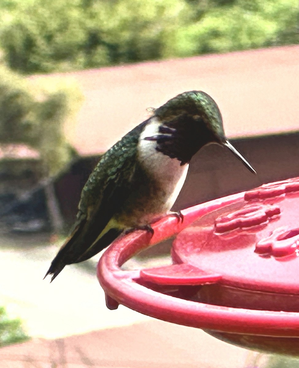 Volcano Hummingbird - ML647525035