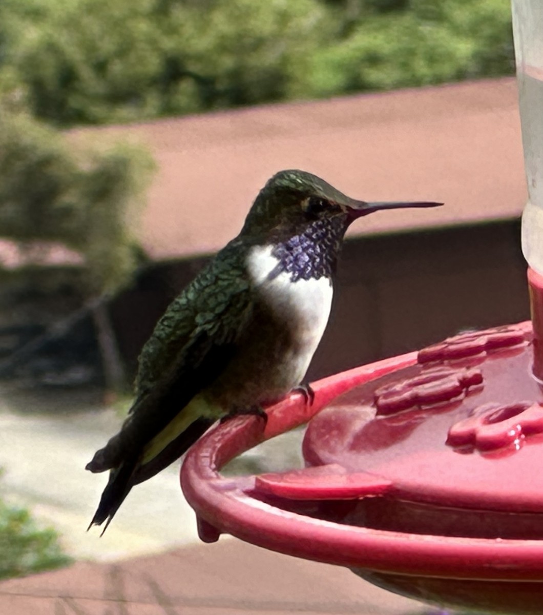 Volcano Hummingbird - ML647525036