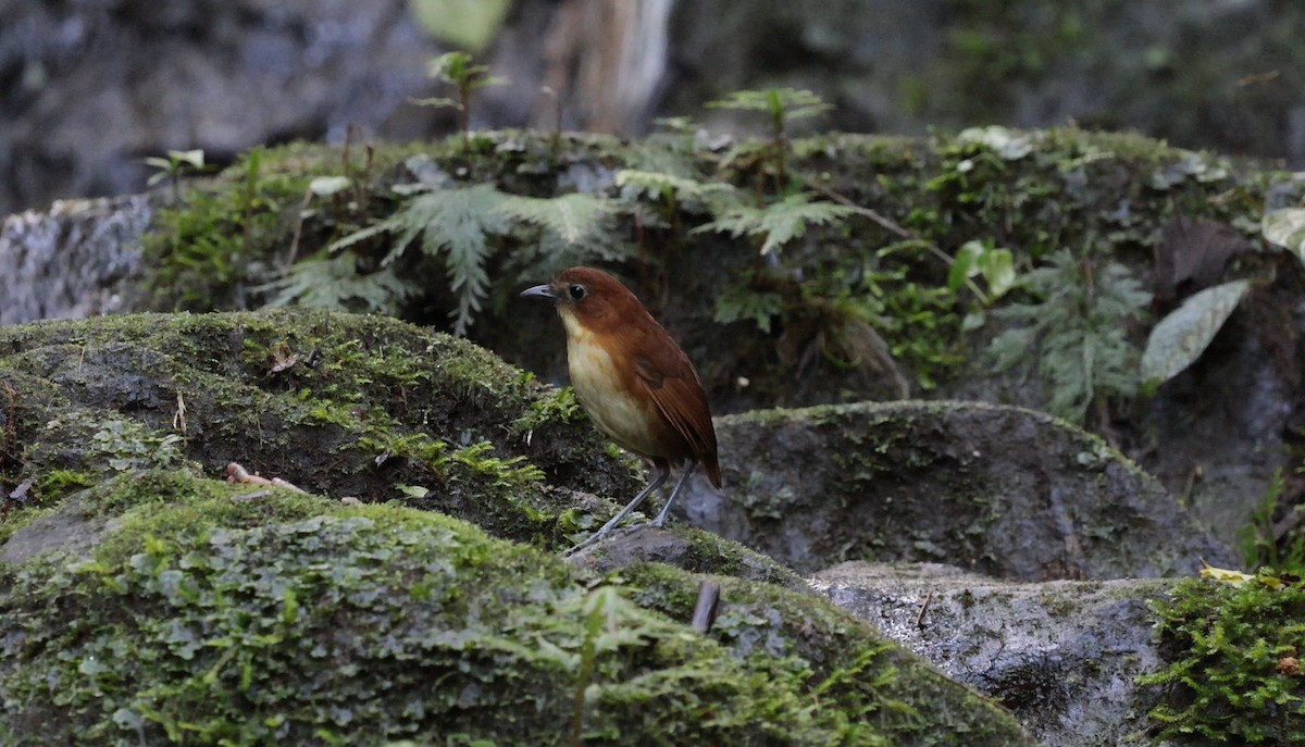 Yellow-breasted Antpitta - ML647525057