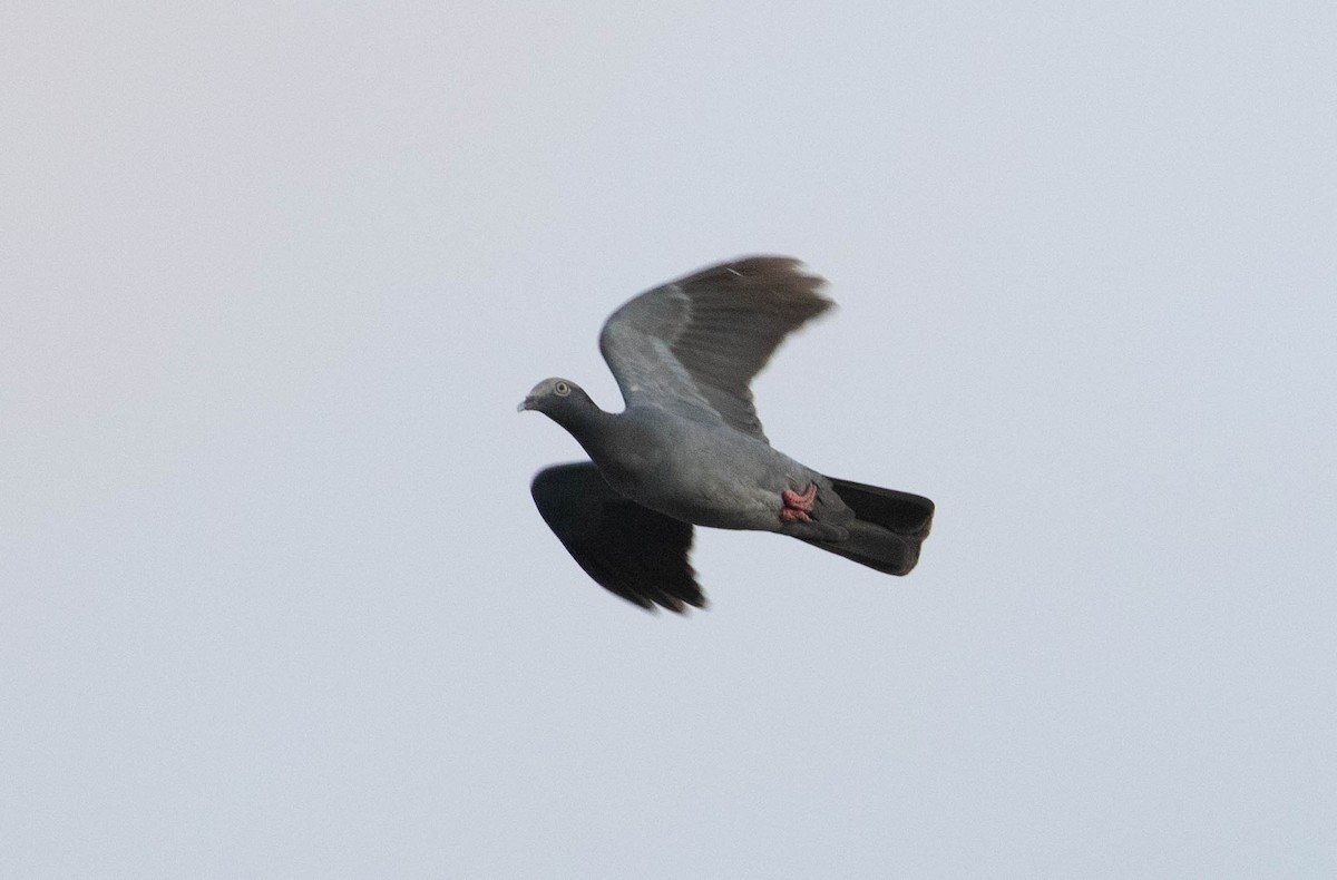 White-crowned Pigeon - ML647525059