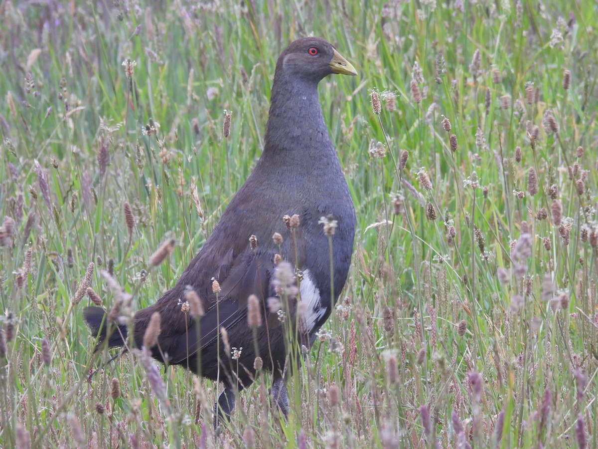 slípka tasmánská - ML647525089