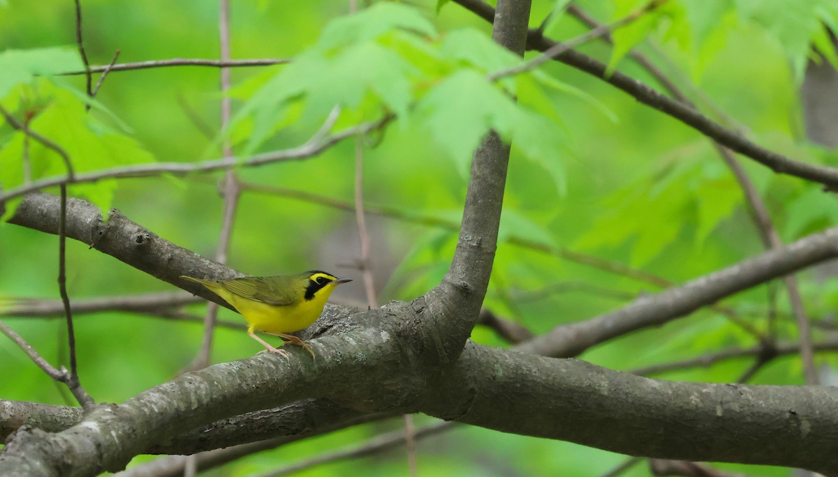 סבכון קנטקי - ML647525115