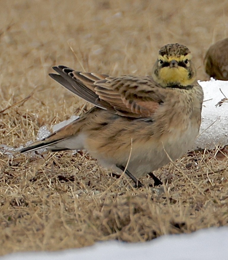 Жайворонок рогатий - ML647525126