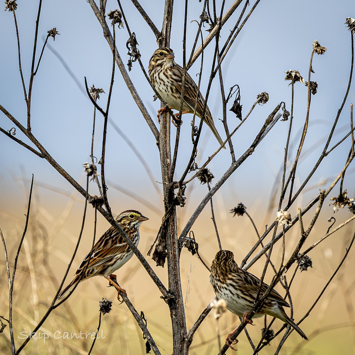 strnadec luční - ML647525129