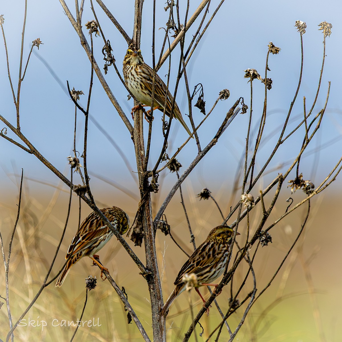 strnadec luční - ML647525132