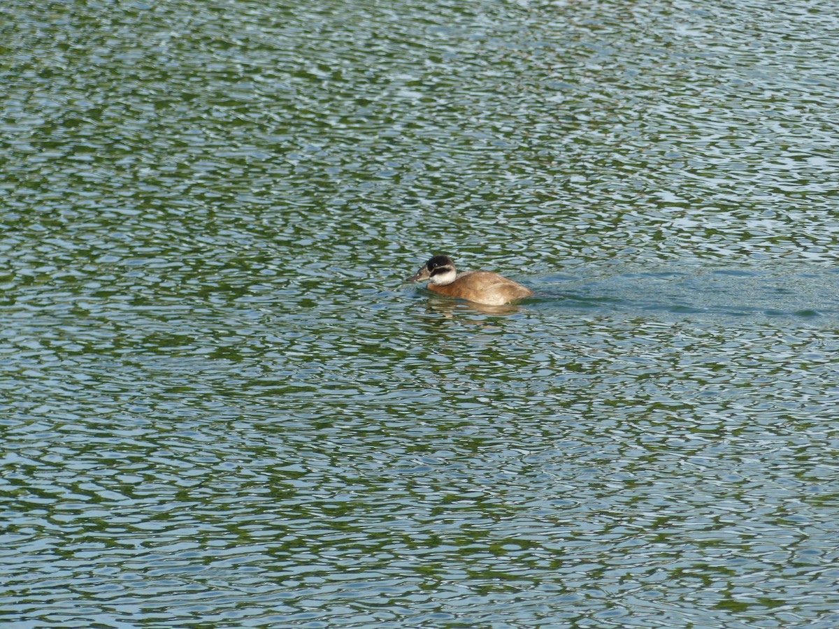 kachnice bělohlavá - ML647525135