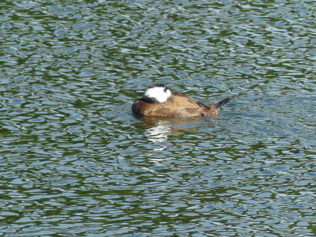 kachnice bělohlavá - ML647525136