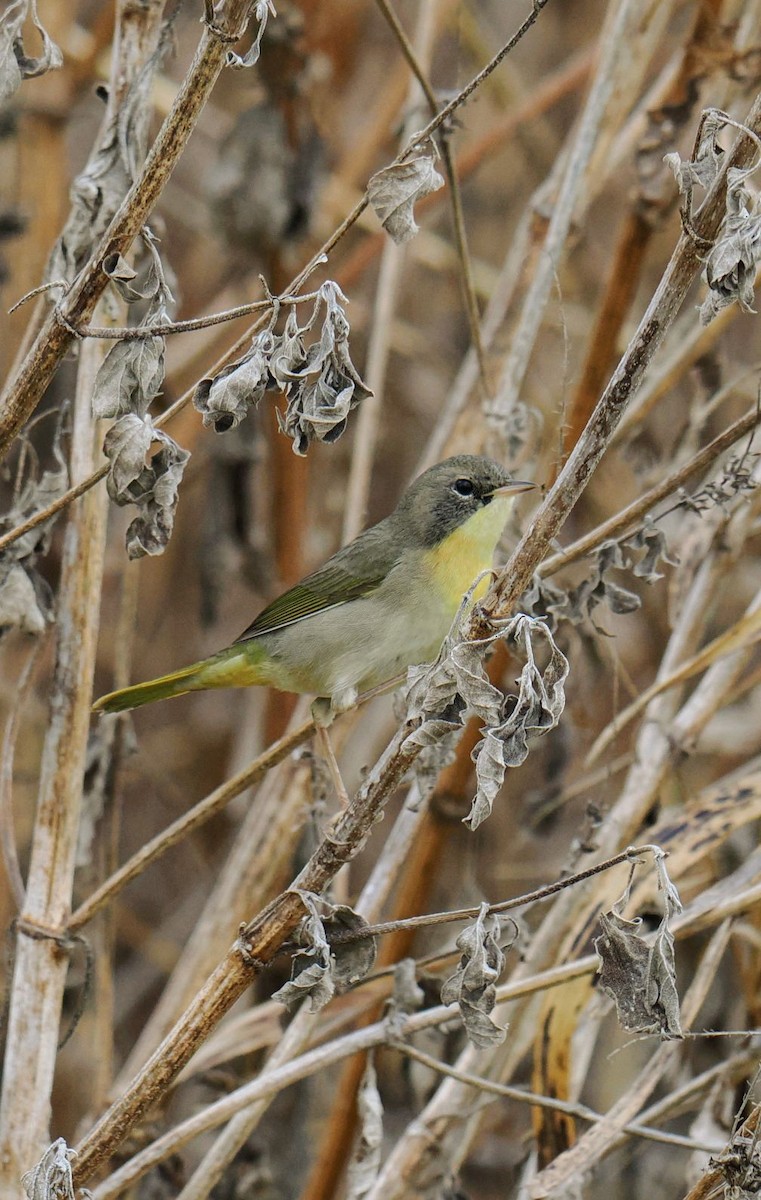 lesňáček žlutohrdlý - ML647525137