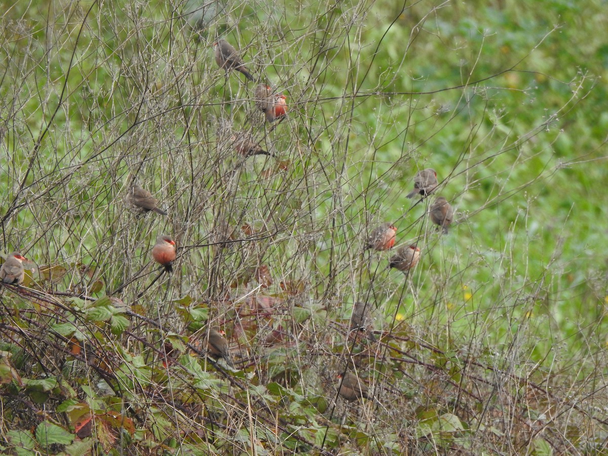 astrild vlnkovaný - ML647525138