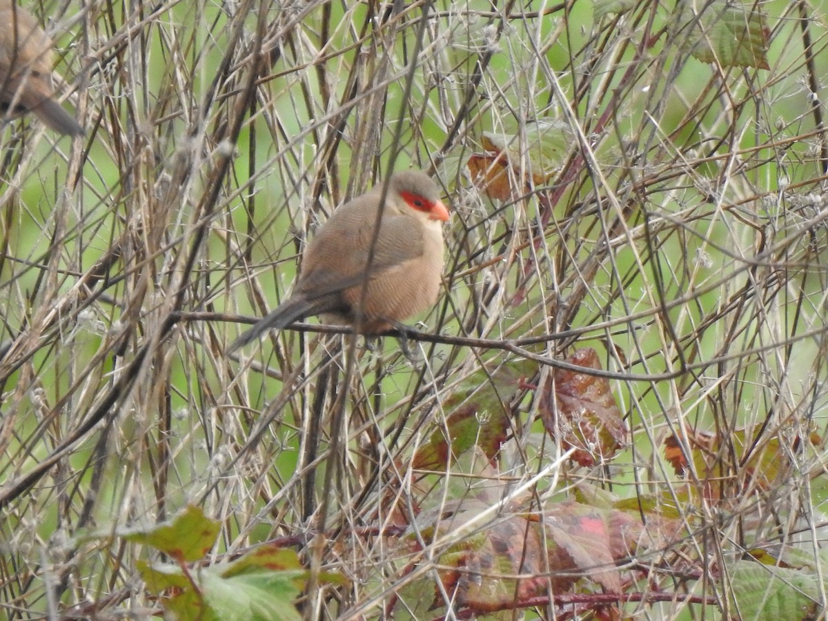 astrild vlnkovaný - ML647525139