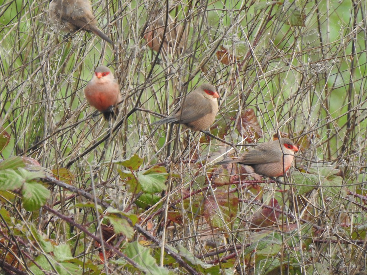 astrild vlnkovaný - ML647525140