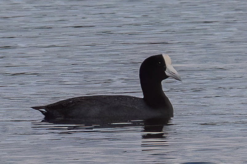 lyska havajská - ML647525141