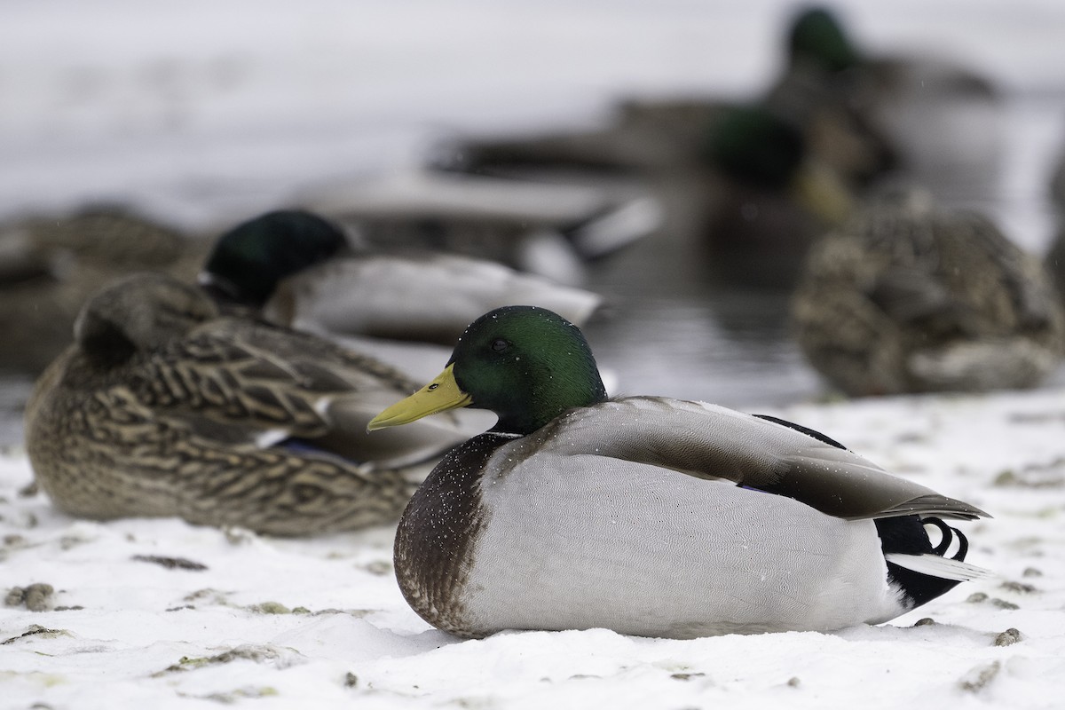 kachna divoká - ML647525143