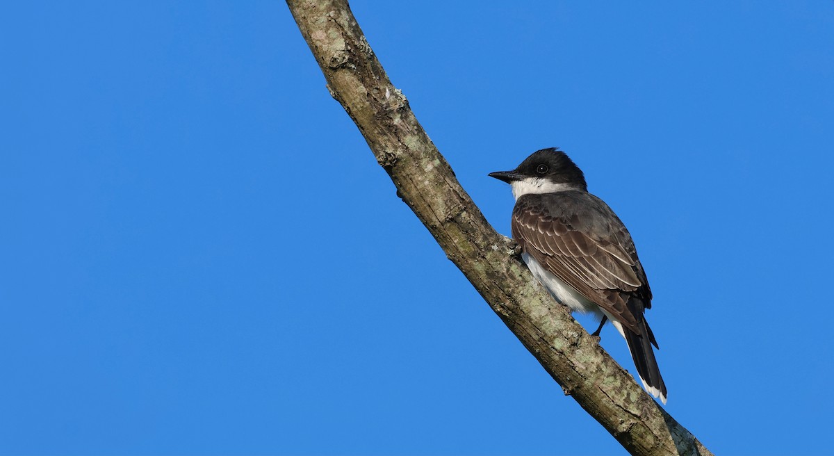 tyran obecný - ML647525144