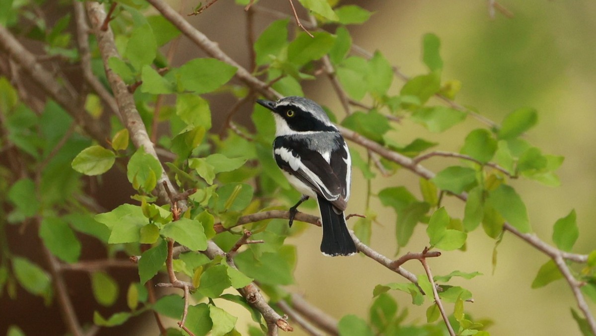 lesknáček obecný - ML647525145