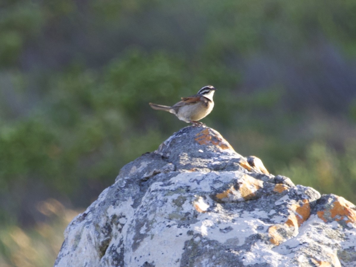 strnad kapský - ML647525149