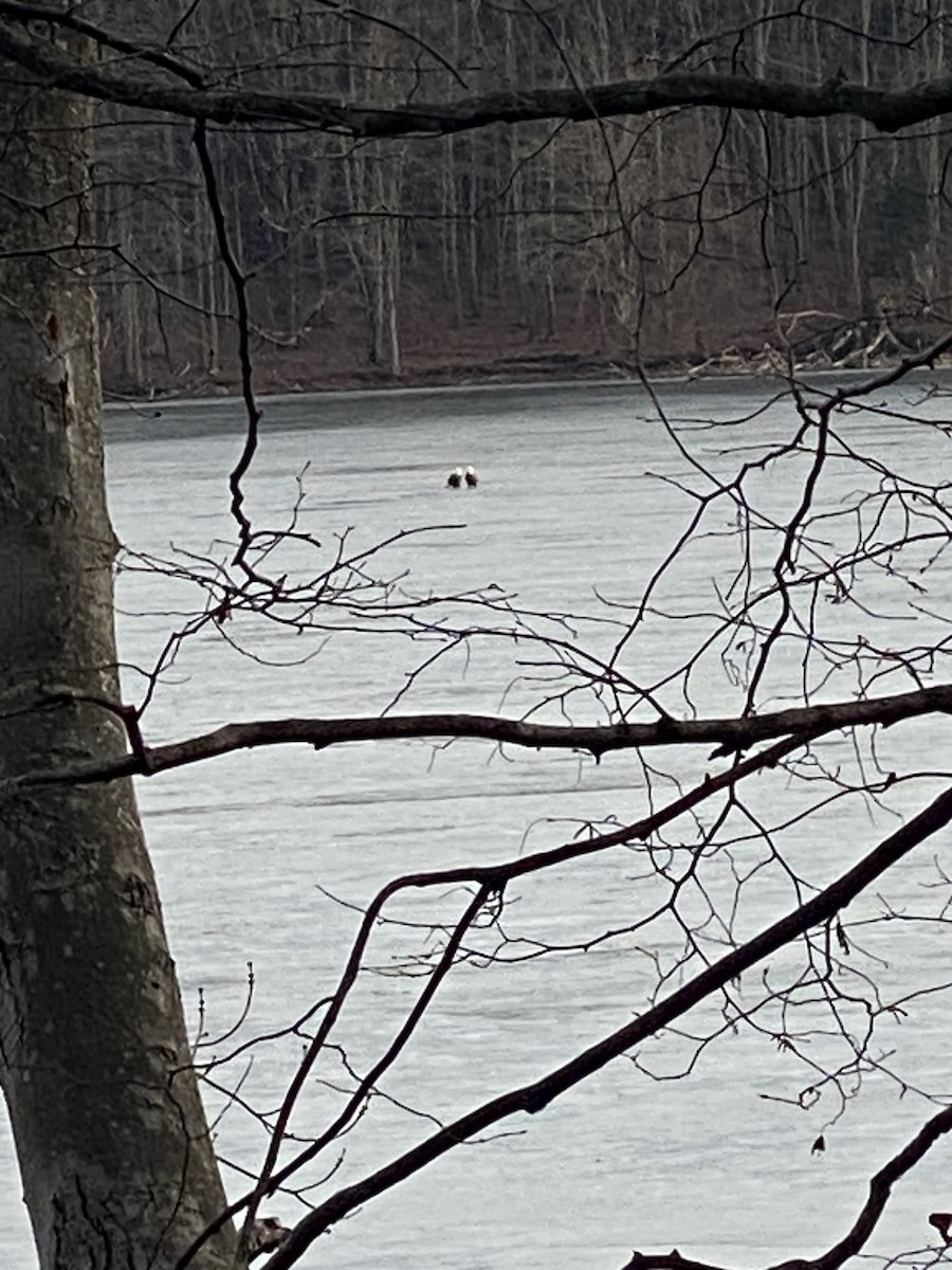 orel bělohlavý - ML647525151