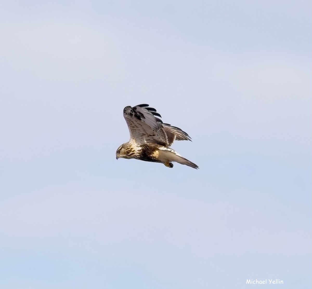 káně rousná - ML647525152