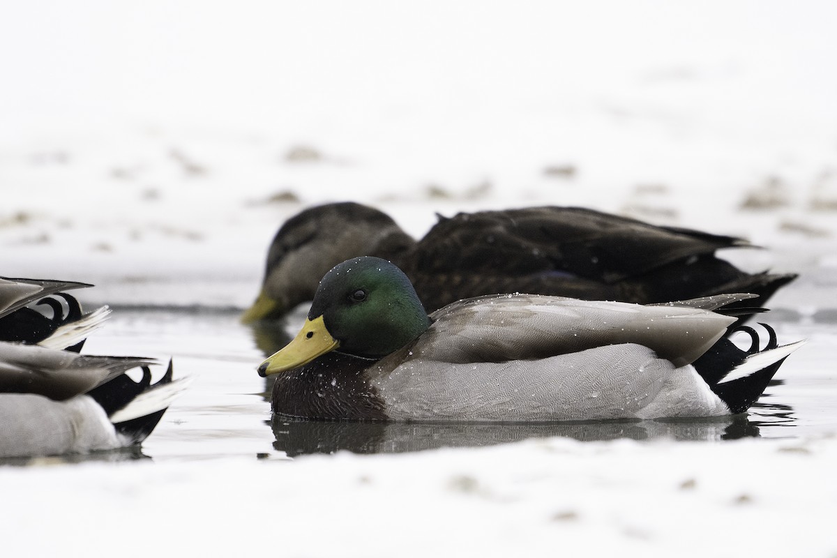 kachna divoká - ML647525154