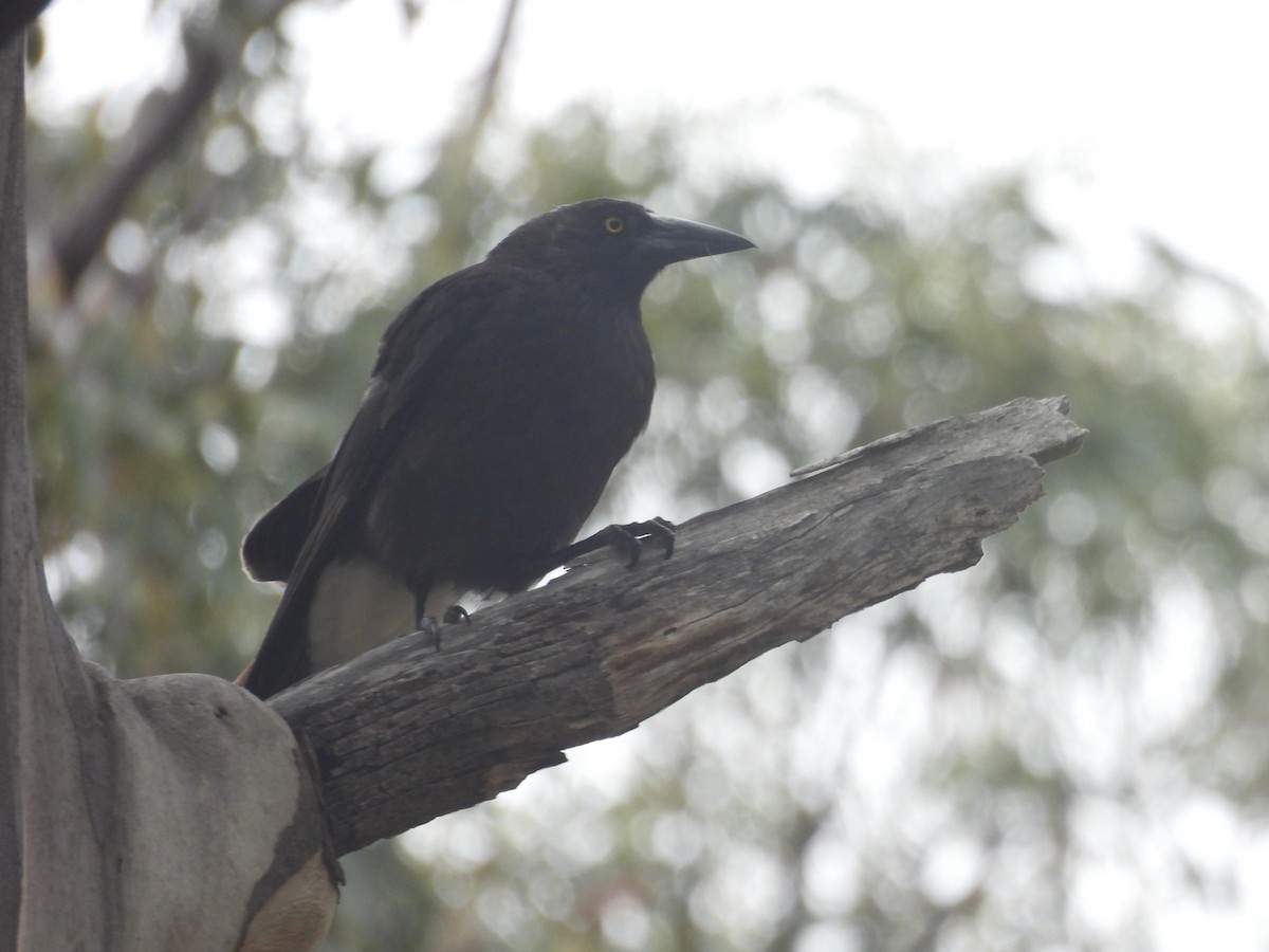Gray Currawong (Clinking) - ML647525166