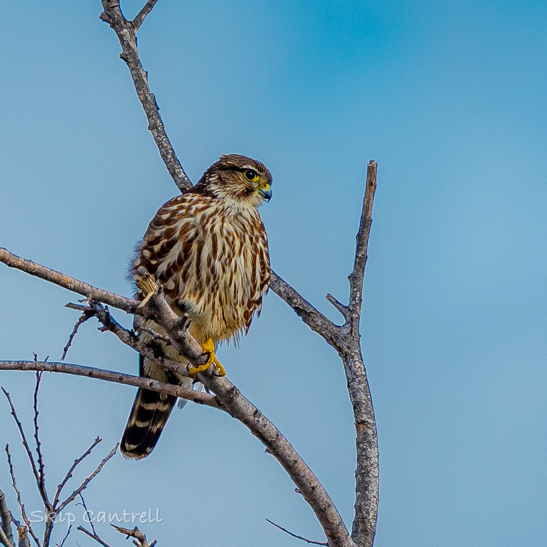 dřemlík tundrový - ML647525168