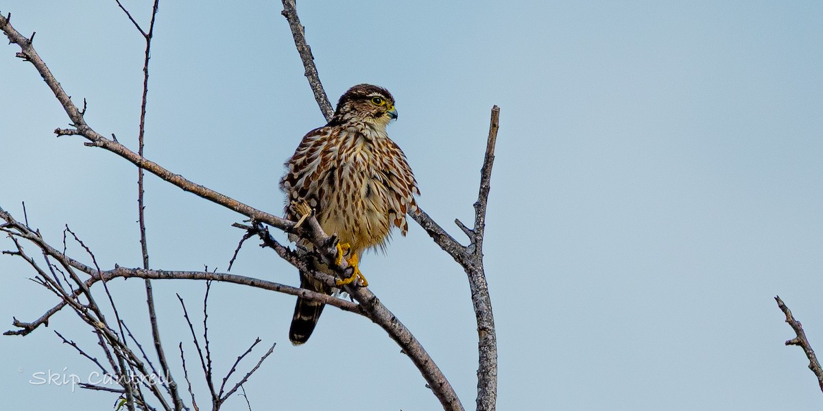 dřemlík tundrový - ML647525169