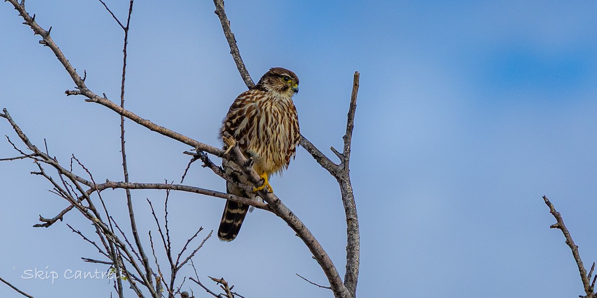 dřemlík tundrový - ML647525170