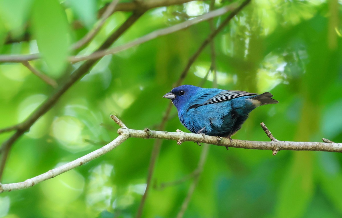 Indigo Bunting - ML647525175