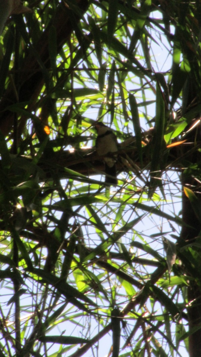 Saffron-billed Sparrow (Gray-backed) - ML647525177
