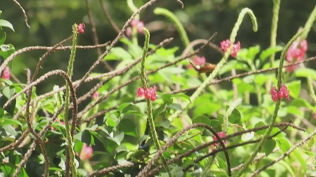 Sparkling-tailed Hummingbird - ML647525180