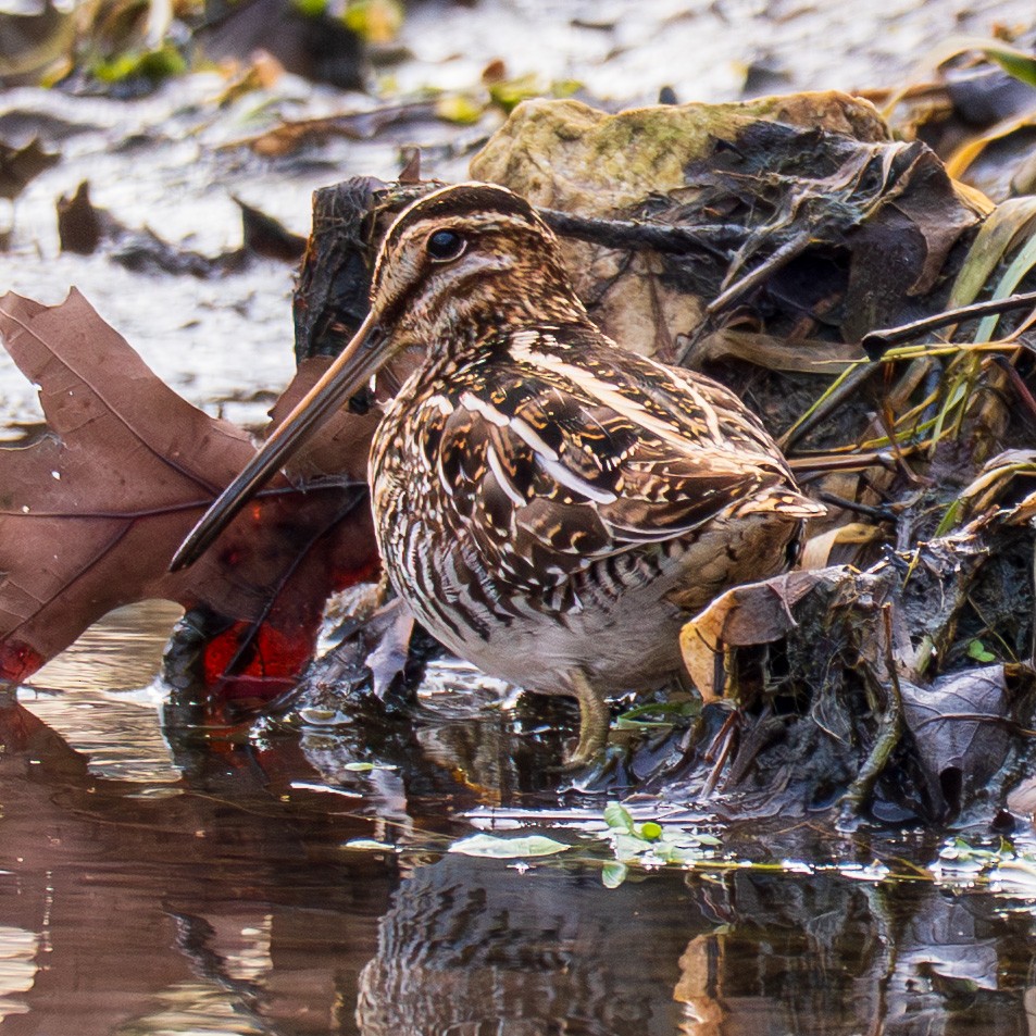 Wilson's Snipe - ML647525187