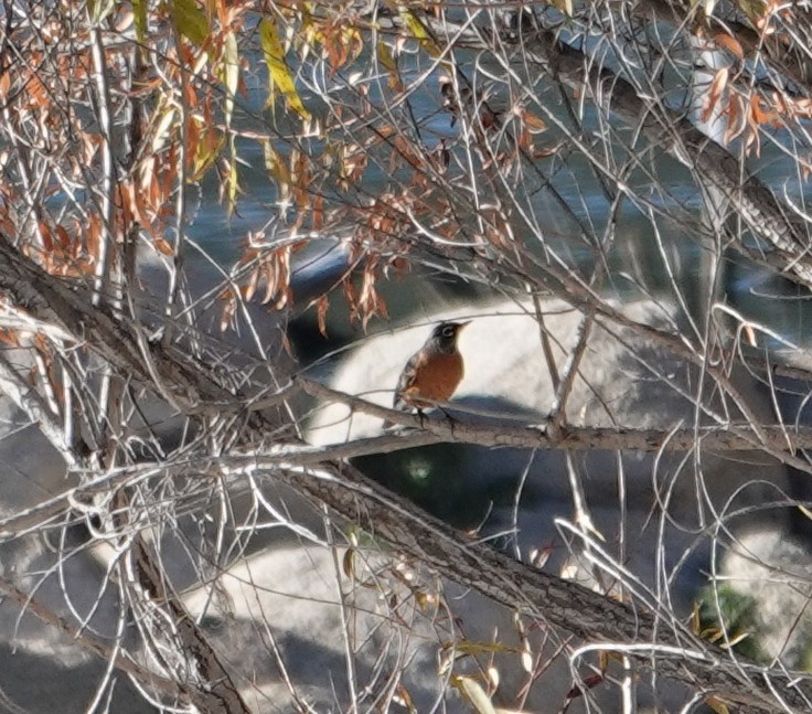 American Robin - ML647525188